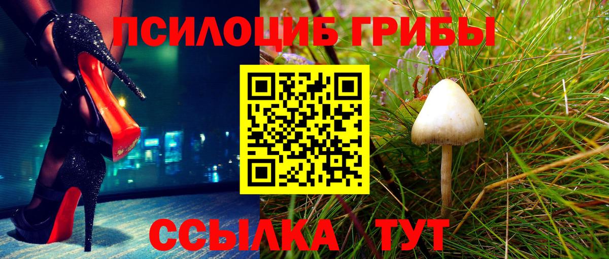 Псилоцибиновые грибы Psilocybe  Вход с VPN  Тайшет 